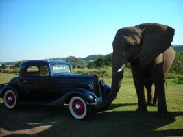 Car with elephant